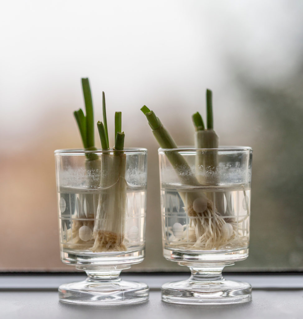 Regrowing Spring Onions